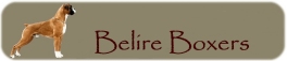 Belire Boxers Logo