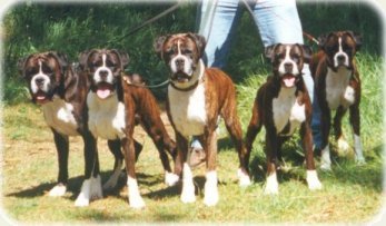 The Dderwen Boxers gang of Five