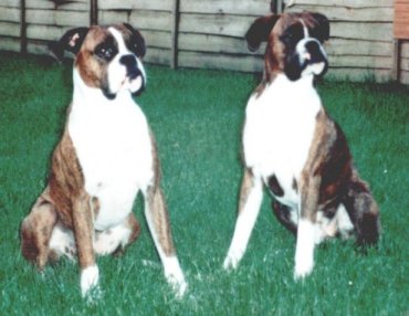 HIPPO and BENTLEY in garden