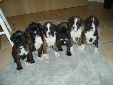 LOMU pups 2006