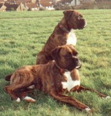 MORRIS and a lying down  SIDNEY