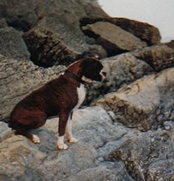 SYLVESTER by the Sea